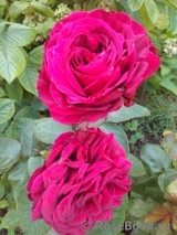 Rose des 4 Vents Rose des 4 Vents