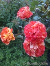 Oranges and Lemons Oranges and Lemons