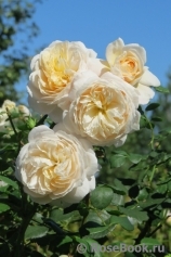 Crocus Rose® Crocus Rose®