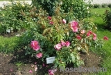 Pink Dream- Pink Dream-