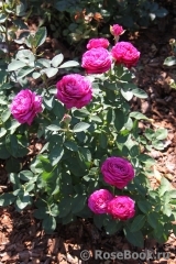 Heidi Klum Rose Heidi Klum Rose