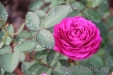 Heidi Klum Rose Heidi Klum Rose
