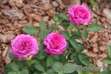Heidi Klum Rose Heidi Klum Rose