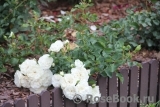 White Meidiland White Meidiland