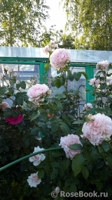 Rose de Tolbiac ® Rose de Tolbiac ®