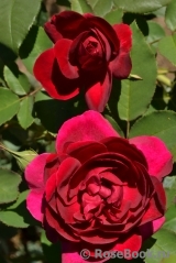 Darcey Bussell Darcey Bussell