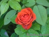 Terracotta ® Terracotta ®