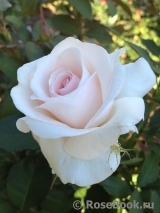Rosa Belmonte Rosa Belmonte