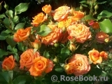 Orange Babyflor 