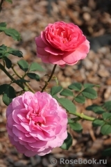 Princess Alexandra of Kent Princess Alexandra of Kent