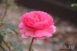 Princess Alexandra of Kent Princess Alexandra of Kent