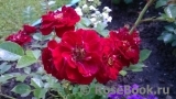 Red Fairy Red Fairy