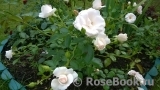 Aspirin Rose Aspirin Rose