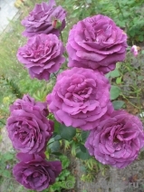 Parfum de Reve Parfum de Reve