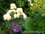 Golden Border Golden Border
