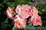 Augusta Luise Augusta Luise