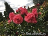 Rosarium Uetersen Rosarium Uetersen