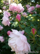 The Alnwick Rose The Alnwick Rose