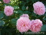The Alnwick Rose The Alnwick Rose
