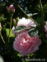 The Alnwick Rose The Alnwick Rose