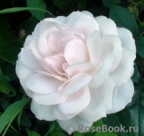 Lions Rose Lions Rose