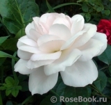 Lions Rose Lions Rose