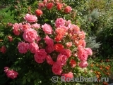 Sommersonne Sommersonne