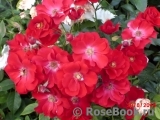 Austriana ® Austriana ®
