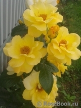 Friesia Friesia