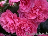 Rosarium Uetersen Rosarium Uetersen