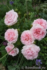 Home & Garden Home & Garden