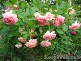 Jubilee Celebration® Jubilee Celebration®