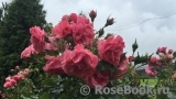 Rosarium Uetersen Rosarium Uetersen