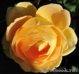 Golden Celebration® Golden Celebration®