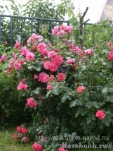 Rosarium Uetersen Rosarium Uetersen