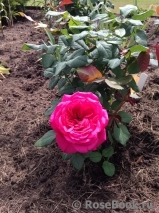 Johann Wolfgang von Goethe Rose® Johann Wolfgang von Goethe Rose®