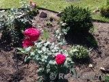 Johann Wolfgang von Goethe Rose® Johann Wolfgang von Goethe Rose®