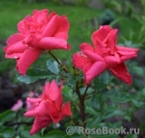 Melusina Melusina