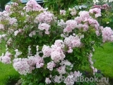 Heavenly Pink Heavenly Pink