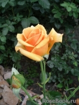 Ashram Ashram