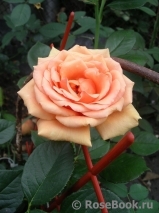 Ashram Ashram