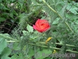Midsummer Midsummer
