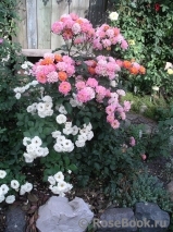 Aspirin Rose Aspirin Rose