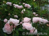 The Alnwick Rose The Alnwick Rose