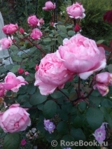 Brother Cadfael Brother Cadfael