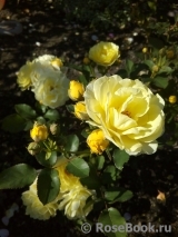 Golden Border Golden Border