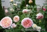 Abraham Darby Abraham Darby