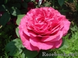 Rosier Rose Lalande de Pomerol ® Rosier Rose Lalande de Pomerol ®