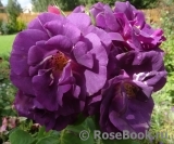 Rhapsody in Blue Rhapsody in Blue