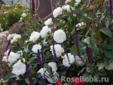 White Meidiland White Meidiland